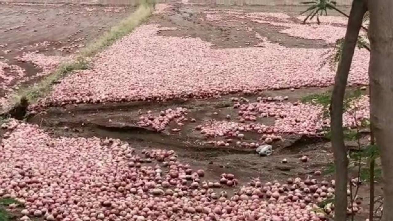 Onion Damage : दुष्काळात तेरावा, पावसाने हे काय केले ? साठवलेल्या कांद्यावरही पाणी फेरले