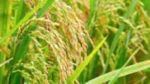 Krishi Sanjeevani: नागपूर जिल्ह्यात आजपासून शेतकऱ्यांची पंढरी, कृषी संजीवनी मोहीम 25 जून ते 1 जुलैपर्यंत