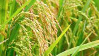 Agricultural Department : खरीप धोक्यात, शेतकऱ्यांना दिलासा देण्यासाठी ‘कृषी संजीवनी’ने मिळणार का संजीवनी?