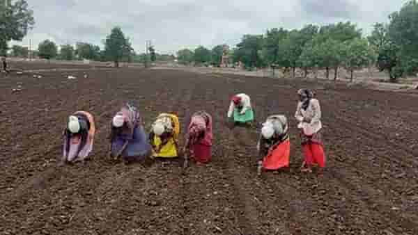 Kharif Season : उत्तर महाराष्ट्रात कपाशीने खरिपाचा श्रीगणेशा, शेती मशगतीची कामेही वेगात