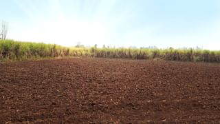 Kharif Season : पेरण्या लांबल्या, चिंता नाही, तीन बाबींचे नियोजन करा अन् भरघोस उत्पादन मिळवा