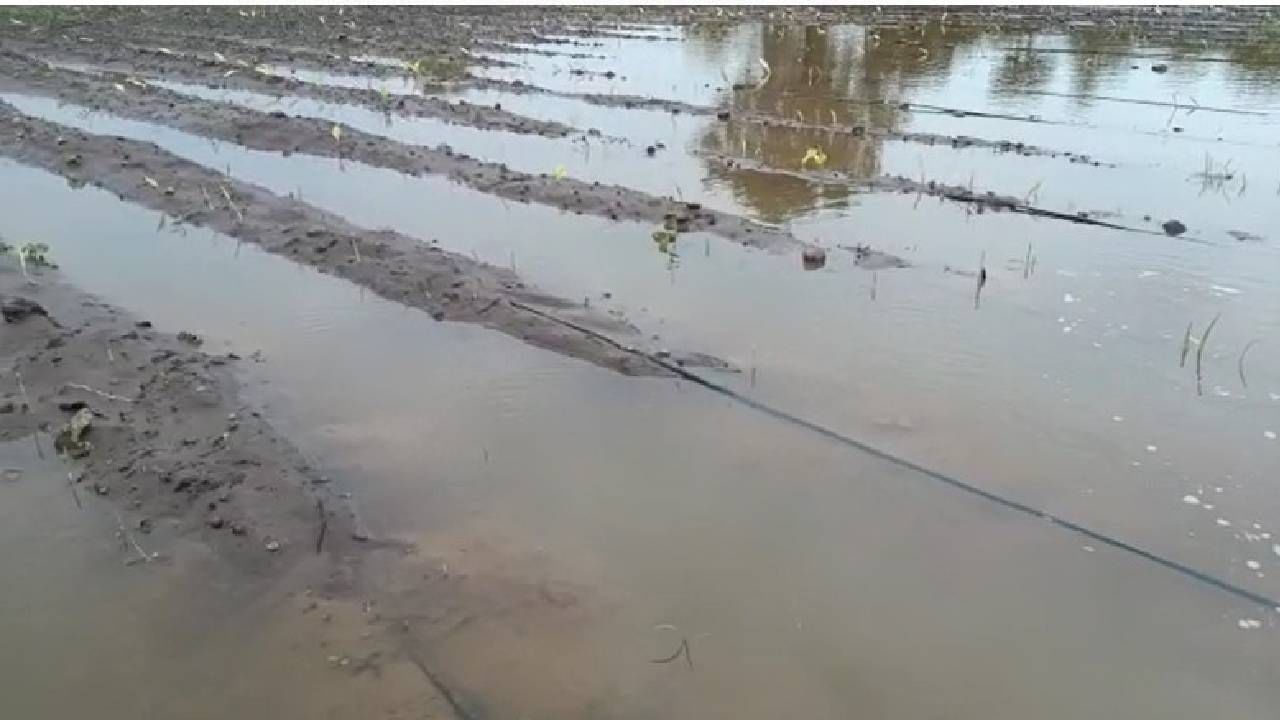 Nanded : पेरणी होताच पंचनाम्याची मागणी, नांदेडात पावसाचा हाहाकार, शेतजमिनीही खरडल्या Nanded : पेरणी होताच पंचनाम्याची मागणी, नांदेडात पावसाचा हाहाकार, शेतजमिनीही खरडल्या