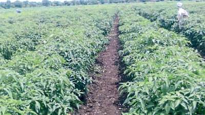 Bhandara : पीके पाण्यात, मिरचीवर मर रोगाचा प्रादुर्भाव, सर्वकाही नुकसानीचे..!