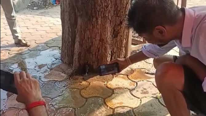 अद्भुत चमत्कार! झाडातून वाहू लागली आहे गंगा?; गावकऱ्यांनी सुरु केली झाडाची पूजा