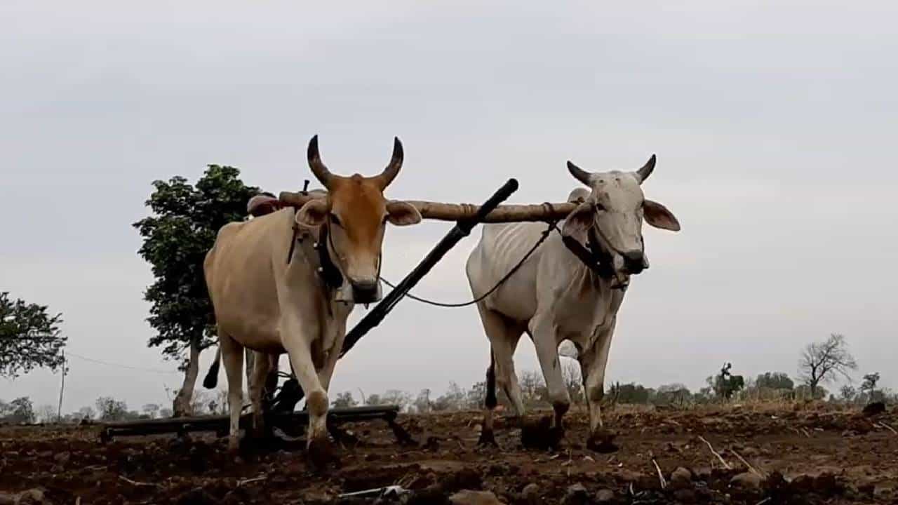 Pune : 37 टक्के पाऊस अन् 8 पेरण्या, निसर्गाच्या लहरीपणामुळे खरीप धोक्यात