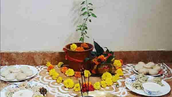 तुळशीच्या सुकलेल्या पानांनी चमकेल तुमचे भाग्य; या उपायांनी होईल माता लक्ष्मी प्रसन्न!