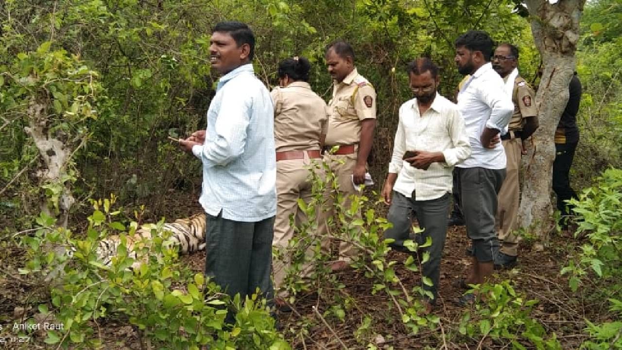 Akola Tiger : अकोल्यात वाघाचा मृतदेह सापडला, सोनखास मोजर परिसरातील घटना, मृत्यूचे कारण काय?