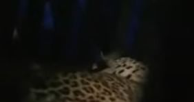 Mumbai Leopard : मुंबईतील मनपा शाळेत मध्यरात्री घुसला बिबट्या, सुरक्षा रक्षकानं शौचालयात डांबून ठेवलं, बिबट्या वनविभागाच्या ताब्यात