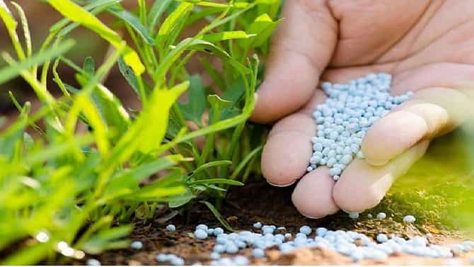 Fertilizer : खरीप पेरणी अंतिम टप्प्यात तरीही शेतकरी खताच्या प्रतिक्षेत..! तुटवड्याचे कारण ऐकूण चक्रावून जाताल