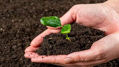 Agricultural Department : मातीच्या गुणधर्मावर पिकांचे उत्पादन, शेती व्यवसयासाठी टर्निंग पॉईंट..!