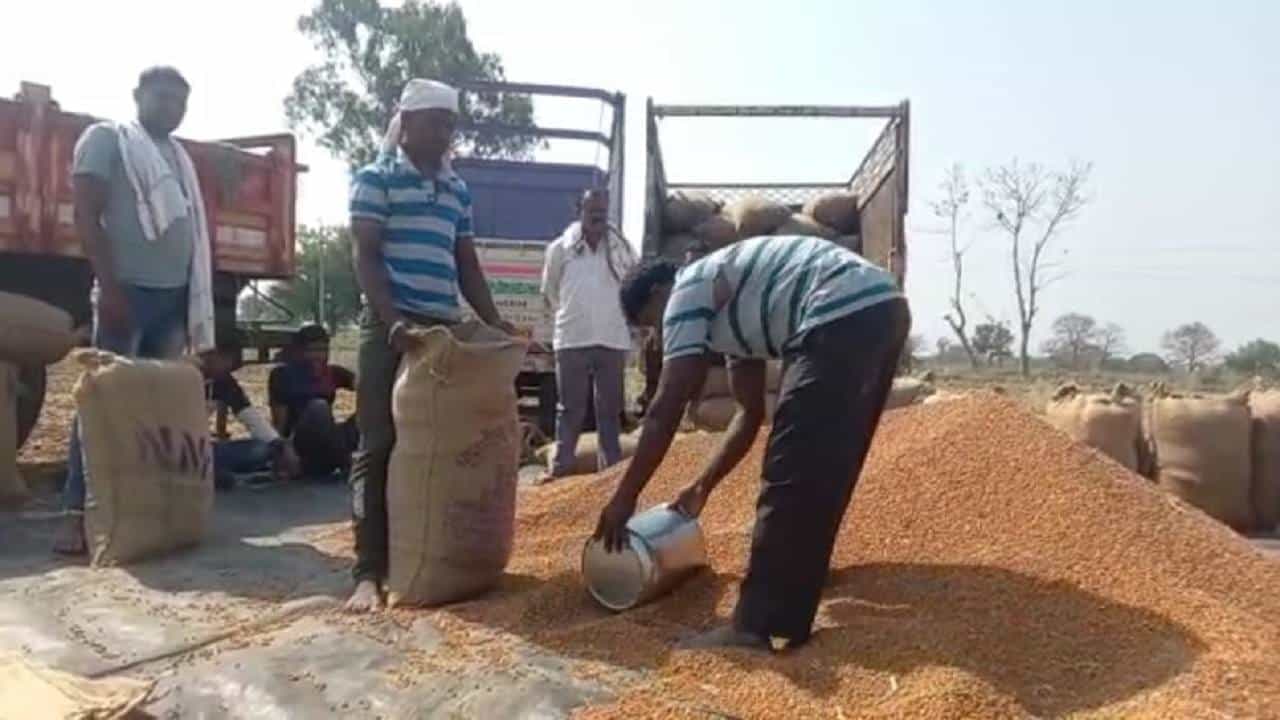 Chickpea Crop : हमी भावाचा आधार संपला, आता दर्जेदार हरभऱ्यालाच मागणी