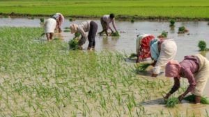 Paddy Crop : उत्पादन वाढीसाठी कृषी विभाग बांधावर, काय आहे भात लागवडीचा चारसूत्री कार्यक्रम?