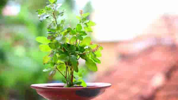 Tulsi Puja: तुळशीची पूजा करताना करा हे छोटे काम, घरात सदैव राहील लक्ष्मीचा वास