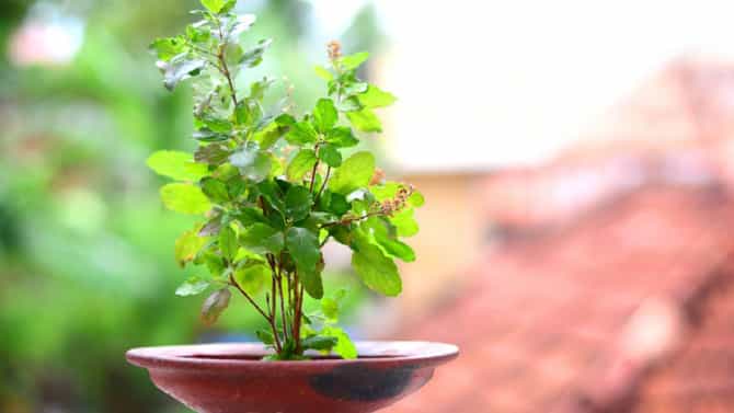 Tulsi Puja: तुळशीची पूजा करताना करा हे छोटे काम, घरात सदैव राहील लक्ष्मीचा वास