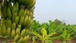 Banana : उत्पादन घटले अन् केळीचे दर गगणाला भिडले, केळी खरेदीसाठी वाहनांच्या रांगाच-रांगा,जळगावत दराचे चित्र काय?