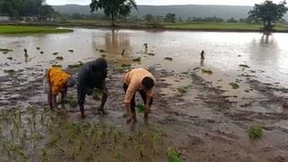 Kharif Season : सोयाबीनची पेरणी हुकली तर उत्पादनाचेही गणित बिघडेल..! बातमी वाचा अन् चाढ्यावर मूठ ठेवा