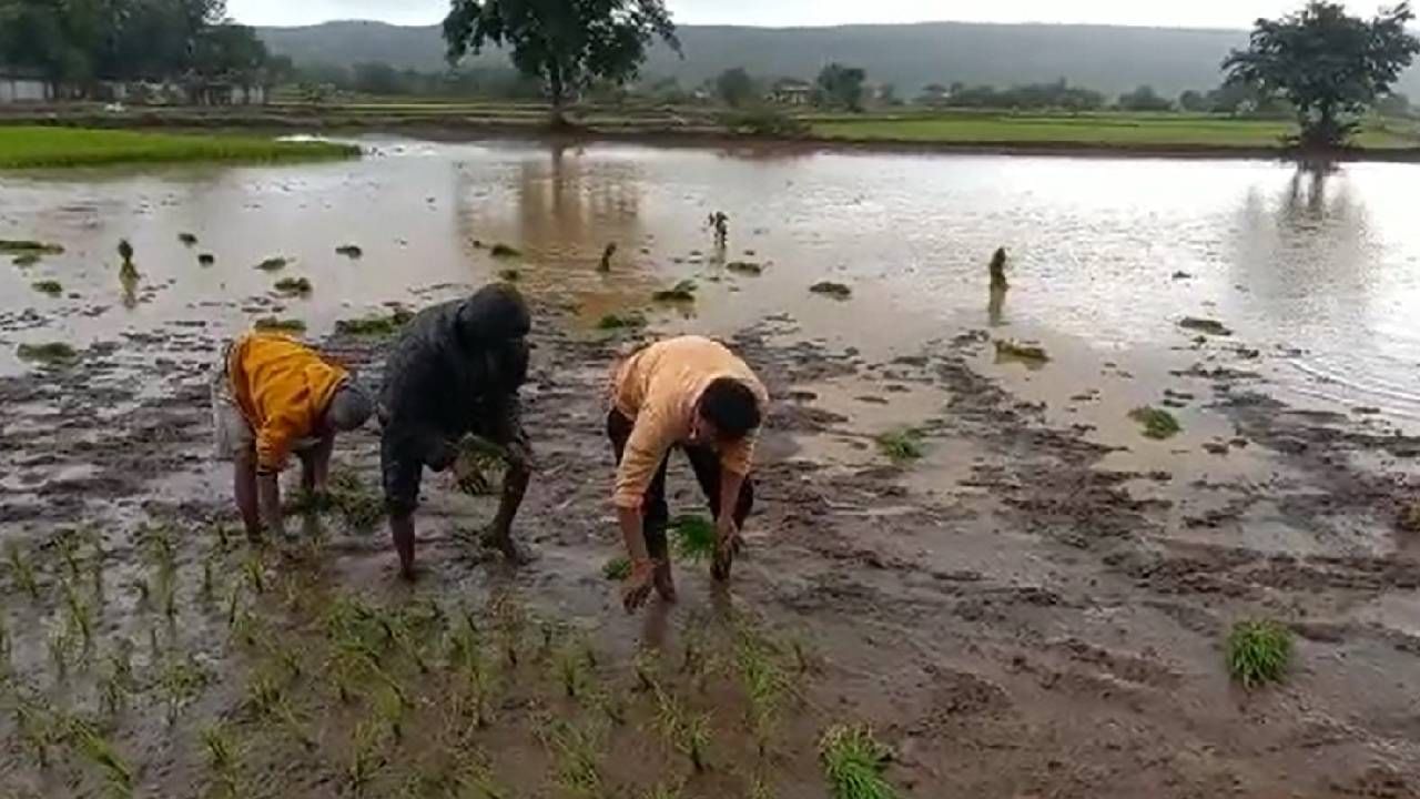 Paddy Crop : धरणाच्या पाण्यावर साधला पेरा आता पावसावर बहरणार का धान पीक, पेरणी झाली चिंता कायम? Paddy Crop : धरणाच्या पाण्यावर साधला पेरा आता पावसावर बहरणार का धान पीक, पेरणी झाली चिंता कायम?