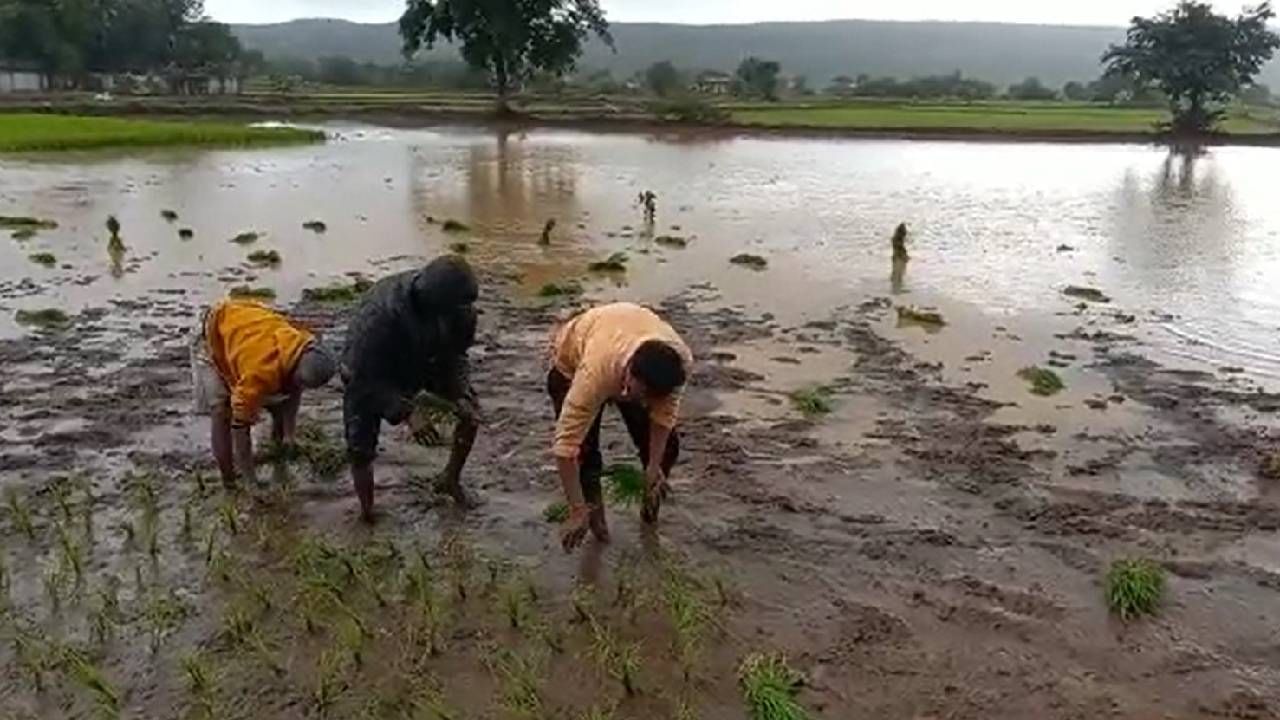 Paddy Crop : धरणाच्या पाण्यावर साधला पेरा आता पावसावर बहरणार का धान पीक, पेरणी झाली चिंता कायम?