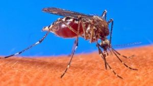 Chikungunya : चिकुनगुन्यात राज्यात पुणे जिल्हा आघाडीवर; काय म्हटलं महापालिकेनं? वाचा सविस्तर... 
