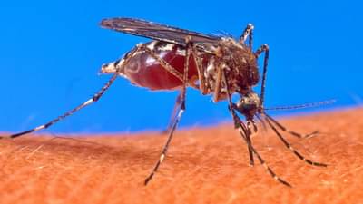 Chikungunya : चिकुनगुन्यात राज्यात पुणे जिल्हा आघाडीवर; काय म्हटलं महापालिकेनं? वाचा सविस्तर...