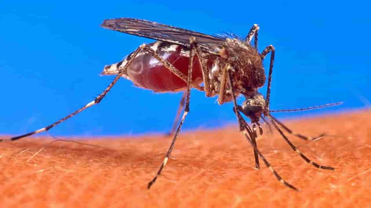 Chikungunya : चिकुनगुन्यात राज्यात पुणे जिल्हा आघाडीवर; काय म्हटलं महापालिकेनं? वाचा सविस्तर...