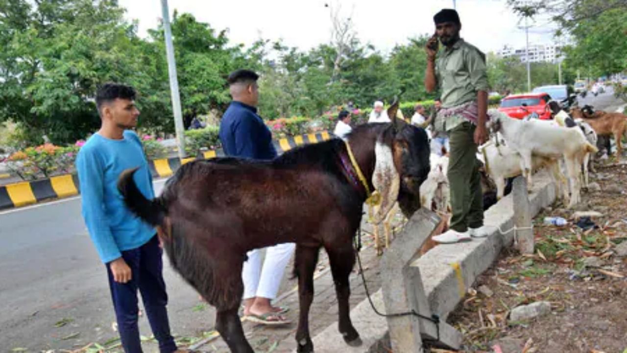 Bakri Eid : यंदाच्या बकरी ईदला मिळेल चांगला नफा, पुण्यातल्या बकरी विक्रेत्यांना अपेक्षा; शेळ्यांचा दर किती? इथे वाचा...