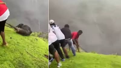 Ambernath Calf Rescue Video : अंबरनाथमध्ये दरीत अडकलेल्या गायीच्या वासराचं रेस्क्यू ऑपरेशन, स्थानिक तरुणांनी जीव धोक्यात घालून वाचवलं