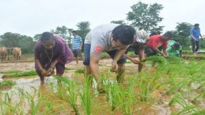 Nitesh Rane : राजकीय आखाड्यातून बाहेर पडत नितेश राणे थेट बांधावर, सहकाऱ्यांसोबत केली भात लावणी