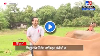 Video : म्यॅव म्यॅव आवाज काढणाऱ्या नितेश राणेंनी गुरं हाकताना जो आवाज काढलाय, तो तुम्ही ऐकला का?