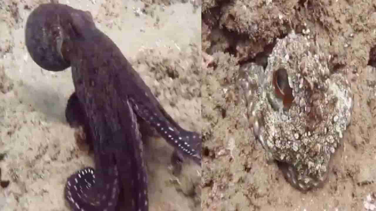 Octopus Video: बबो! काय हे, कमाले! स्मार्ट बॉय...पहा रंग बदलणाऱ्या ऑक्टोपसचा व्हायरल व्हिडीओ