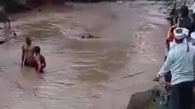 Buldhana : पुरात बैलाला जलसमाधी, ग्रामस्थांच्या प्रसंगावधानाने शेतकऱ्याचा वाचला जीव