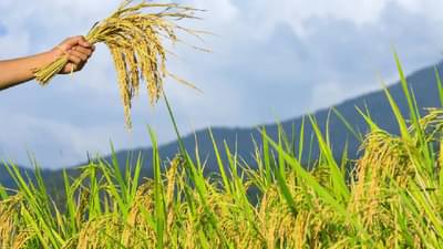 Crop Insurance : पीक विम्यासाठी 31 जुलै अंतिम मुदत, ठाण्यामध्ये धान पिकावरच राहणार भर