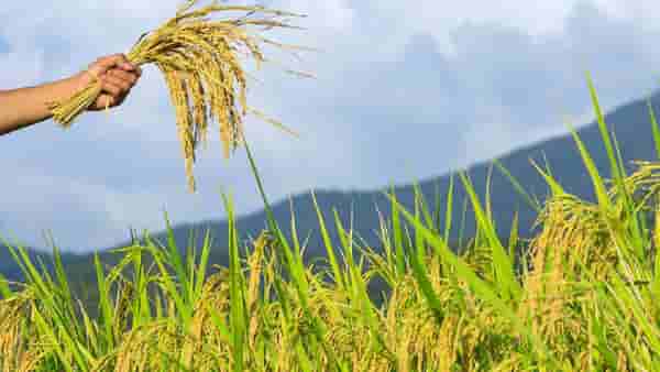 Crop Insurance : पीक विम्यासाठी 31 जुलै अंतिम मुदत, ठाण्यामध्ये धान पिकावरच राहणार भर