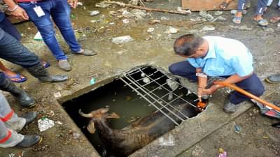 Pune News : पाण्याच्या टाकीत पडलेल्या गायीलाअग्निशमन दलाच्या जवानांनी जिवंत बाहेर काढले; दोन तास सुरु होते रेस्क्यू ऑपरेशन