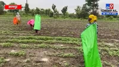 Nagpur : पावसाची रिमझिम अन् शेतकऱ्यांचा उत्साह, खरिपातील कापूस, सोयाबीन ओक्केच..!