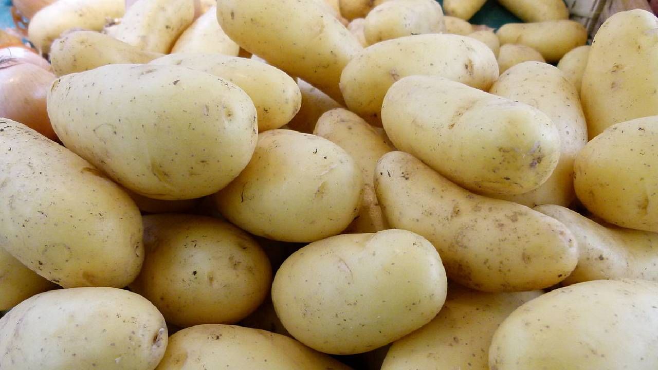 Mumbai APMC : बटाटा उत्पादकांना अच्छे दिन..! आषाढीच्या तोंडावर महिन्याची आवक तीन दिवसांमध्ये, दराचे काय ?