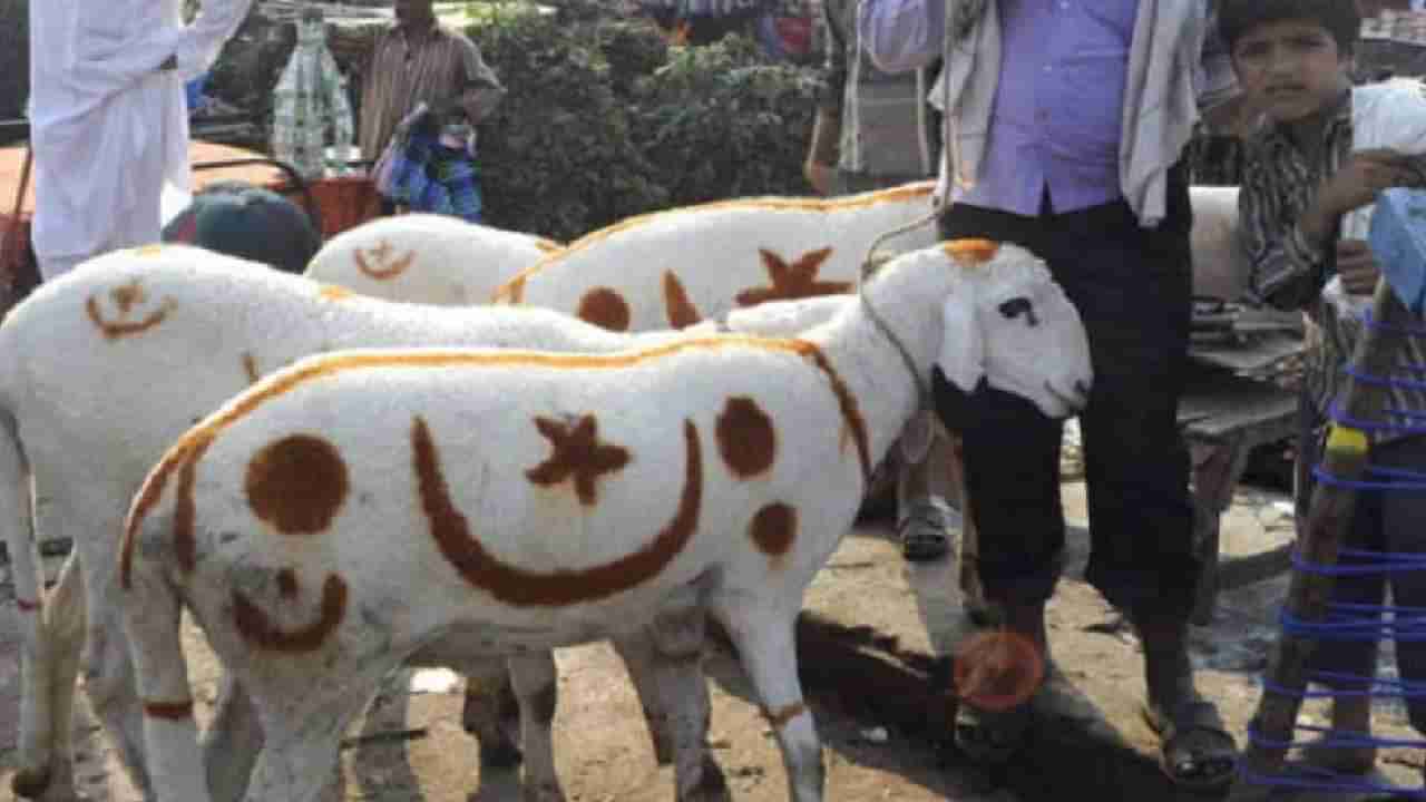 Bakri Eid 2022: बकरी ईदला कुर्बानी देताना चुकूनही करू नये या पाच चुका; कुर्बानी संबंधित इस्लाम काय सांगतो?