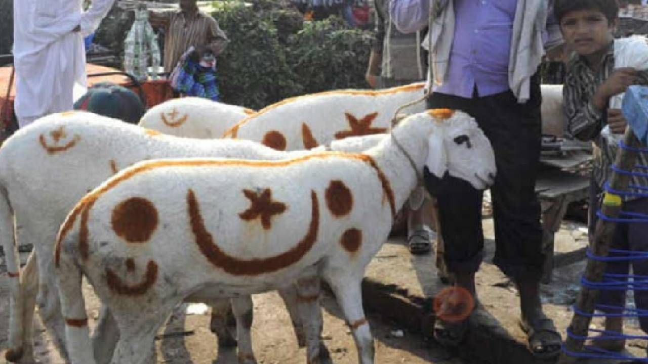 Bakri Eid 2022: बकरी ईदला कुर्बानी देताना चुकूनही करू नये 'या' पाच चुका; कुर्बानी संबंधित इस्लाम काय सांगतो?