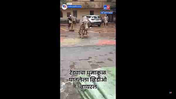 भिवंडीत रेड्याचा राडा! पिसाळलेला रेडा इकडं-तिकडं धडका देऊ लागला अन… पाहा व्हिडिओ