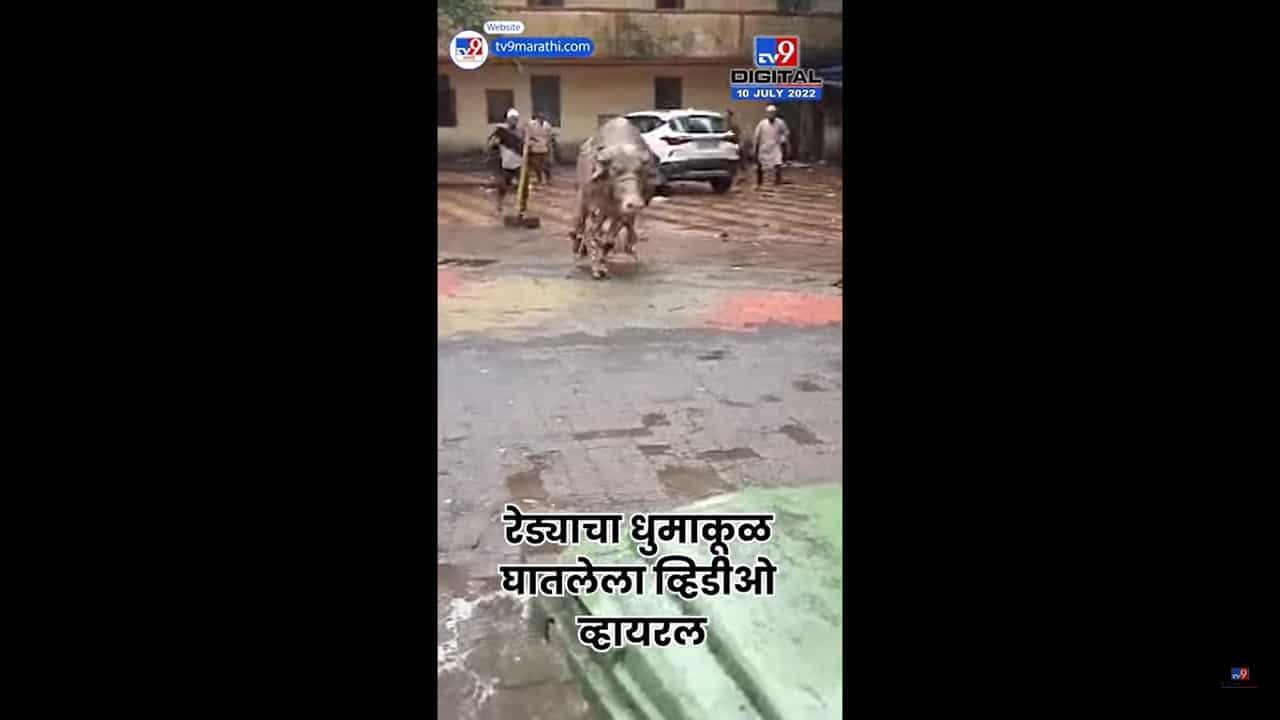 भिवंडीत रेड्याचा राडा! पिसाळलेला रेडा इकडं-तिकडं धडका देऊ लागला अन... पाहा व्हिडिओ भिवंडीत रेड्याचा राडा! पिसाळलेला रेडा इकडं-तिकडं धडका देऊ लागला अन... पाहा व्हिडिओ