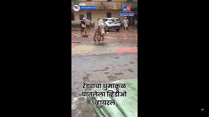 भिवंडीत रेड्याचा राडा! पिसाळलेला रेडा इकडं-तिकडं धडका देऊ लागला अन... पाहा व्हिडिओ भिवंडीत रेड्याचा राडा! पिसाळलेला रेडा इकडं-तिकडं धडका देऊ लागला अन... पाहा व्हिडिओ