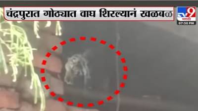 Chandrapur Tiger : चंद्रपूरमध्ये गोठ्यात वाघ शिरला, वनविभागाकडून सुटकेचे प्रयत्न सुरु
