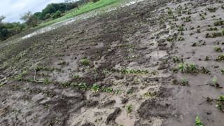 Wardha Flood : वर्ध्यातील यशोदा नदीच्या पुरात बैलबंडी गेली वाहून, जनावरांच्या शेपटीला पकडून 3 शेतकरी निघाले बाहेर