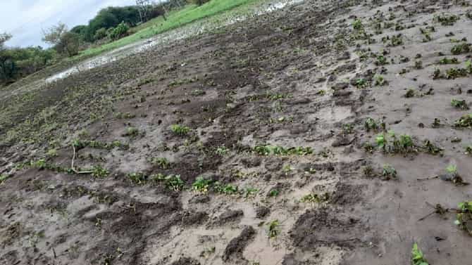 Wardha Gondia Rain : वर्ध्यातील गिरड शिवारात वीज पडून 23 बकऱ्या ठार, गोंदियात बैलजोडीचा मृत्यू