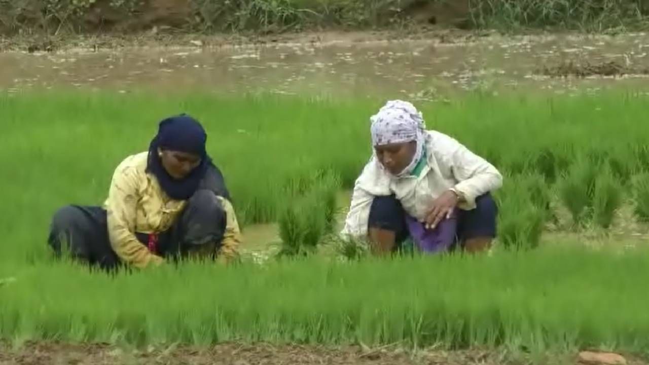 Kharif Season : भलरीची गाणे अन् शेतकऱ्यांचा उत्साह, भात शेतीने फुलतोय भोर तालुक्याचा शिवार..!
