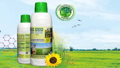 Solapur : खरीपात युरियाची टंचाई, कृषी विभागाचा पर्याय पडणार का शेतकऱ्यांच्या पचणी?