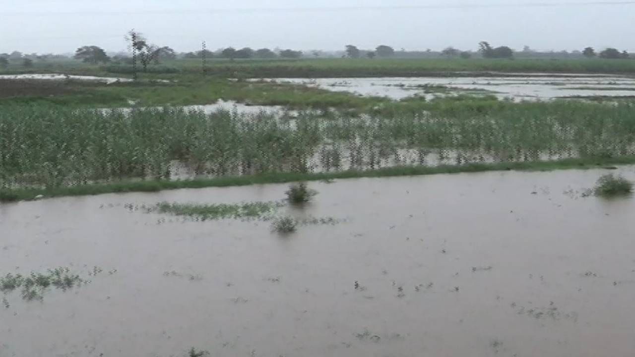 Nashik : खरिपातील पिके पाण्याखाली, शेतकऱ्यांवर दुबार पेरणीचे संकट