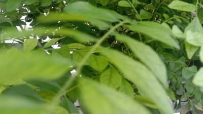 Curry Leaves For Hair: घनदाट केस हवे असतील तर वापरा कढीपत्ता हेअर मसाज, जाणून घ्या फायदे