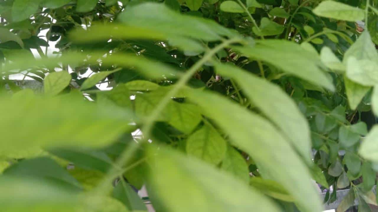 Curry Leaves For Hair: घनदाट केस हवे असतील तर वापरा कढीपत्ता हेअर मसाज, जाणून घ्या फायदे
