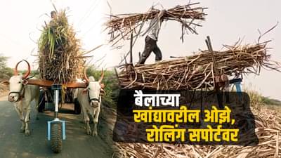 Video : बैलाच्या खांद्यावरील ओझे आता रोलिंग सपोर्टवर, अभियंत्यांनी कशी साधली किमया?